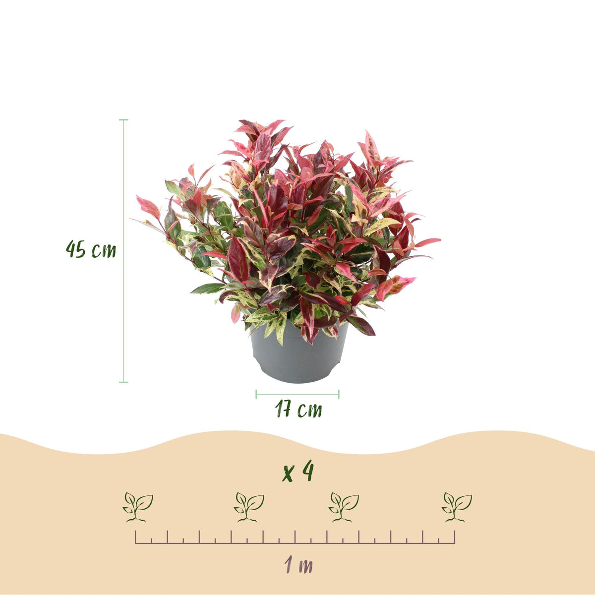 Tuinplant - Leucothoe Colour Diamond - Weinig Onderhoud - Forestbloom