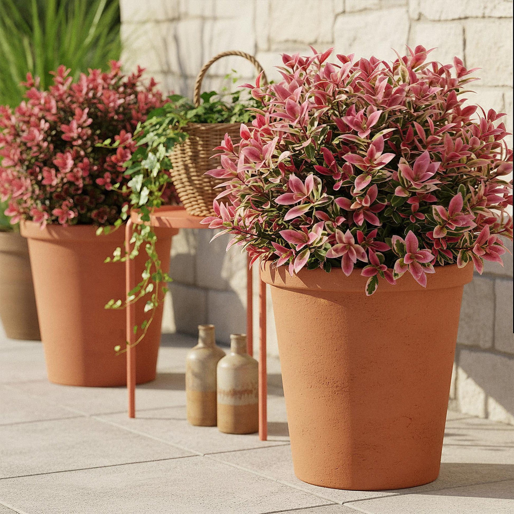 Tuinplant - Leucothoe Colour Diamond - Weinig Onderhoud - Forestbloom