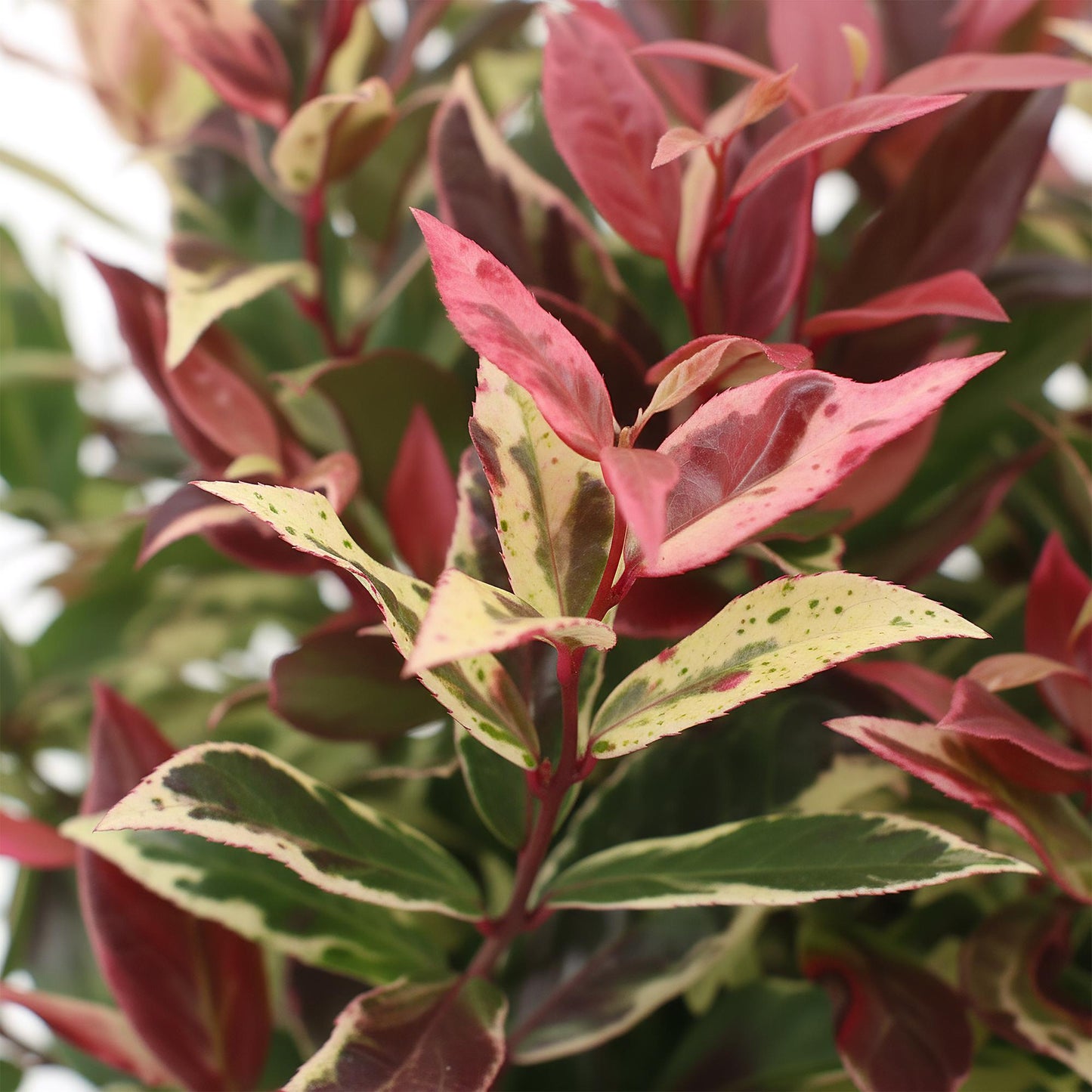 Tuinplant - Leucothoe Colour Diamond - Weinig Onderhoud - Forestbloom