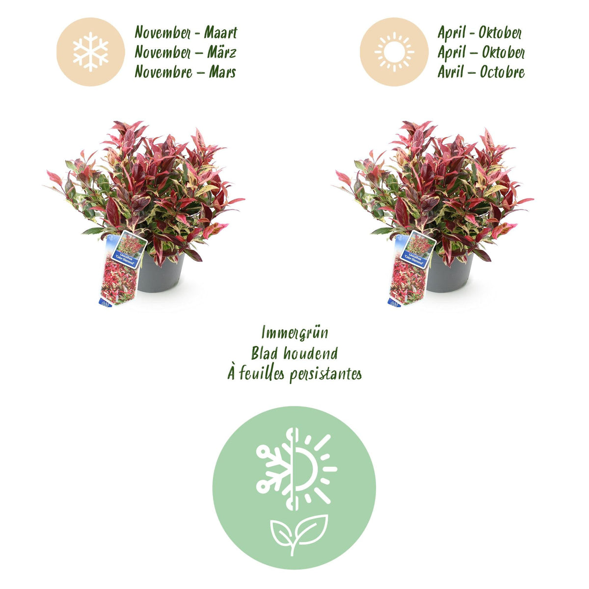 Tuinplant - Leucothoe Colour Diamond - Weinig Onderhoud - Forestbloom