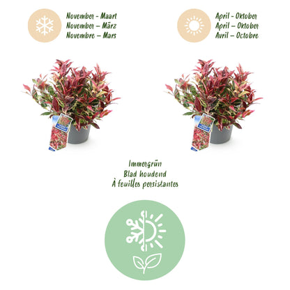 Tuinplant - Leucothoe Colour Diamond - Weinig Onderhoud - Forestbloom