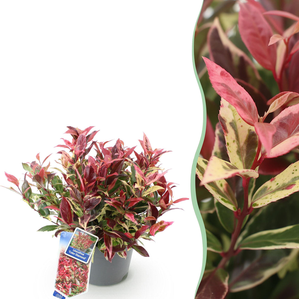 Tuinplant - Leucothoe Colour Diamond - Weinig Onderhoud - Forestbloom