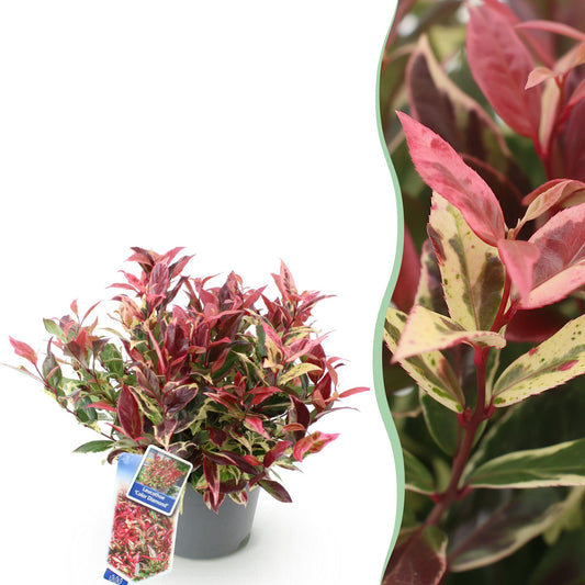 Tuinplant - Leucothoe Colour Diamond - Weinig Onderhoud - Forestbloom