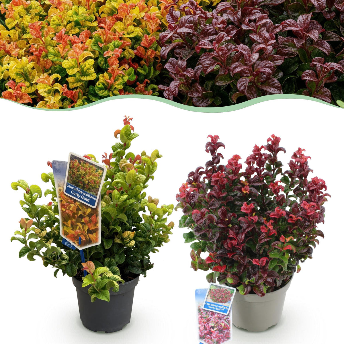 Tuinplant - Leucothoe Curly Duo - 2 Planten - Weinig Onderhoud - Forestbloom