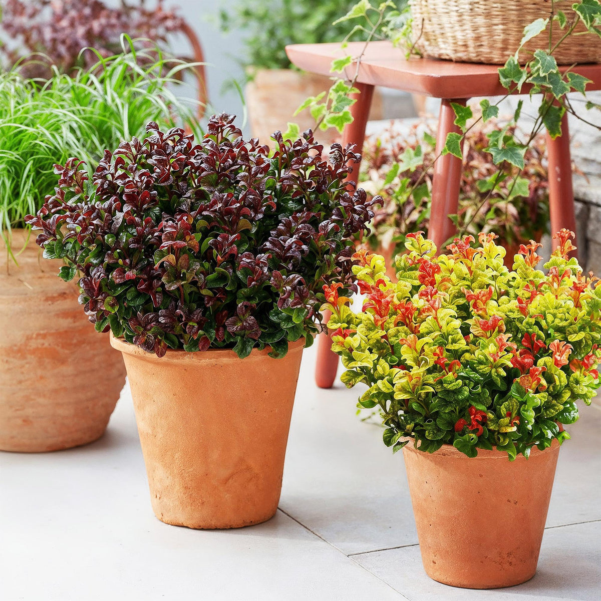 Tuinplant - Leucothoe Curly Duo - 2 Planten - Weinig Onderhoud - Forestbloom