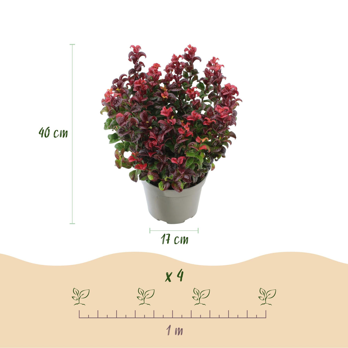 Tuinplant - Leucothoe Curly Duo - 2 Planten - Weinig Onderhoud - Forestbloom
