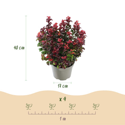 Tuinplant - Leucothoe Curly Duo - 2 Planten - Weinig Onderhoud - Forestbloom