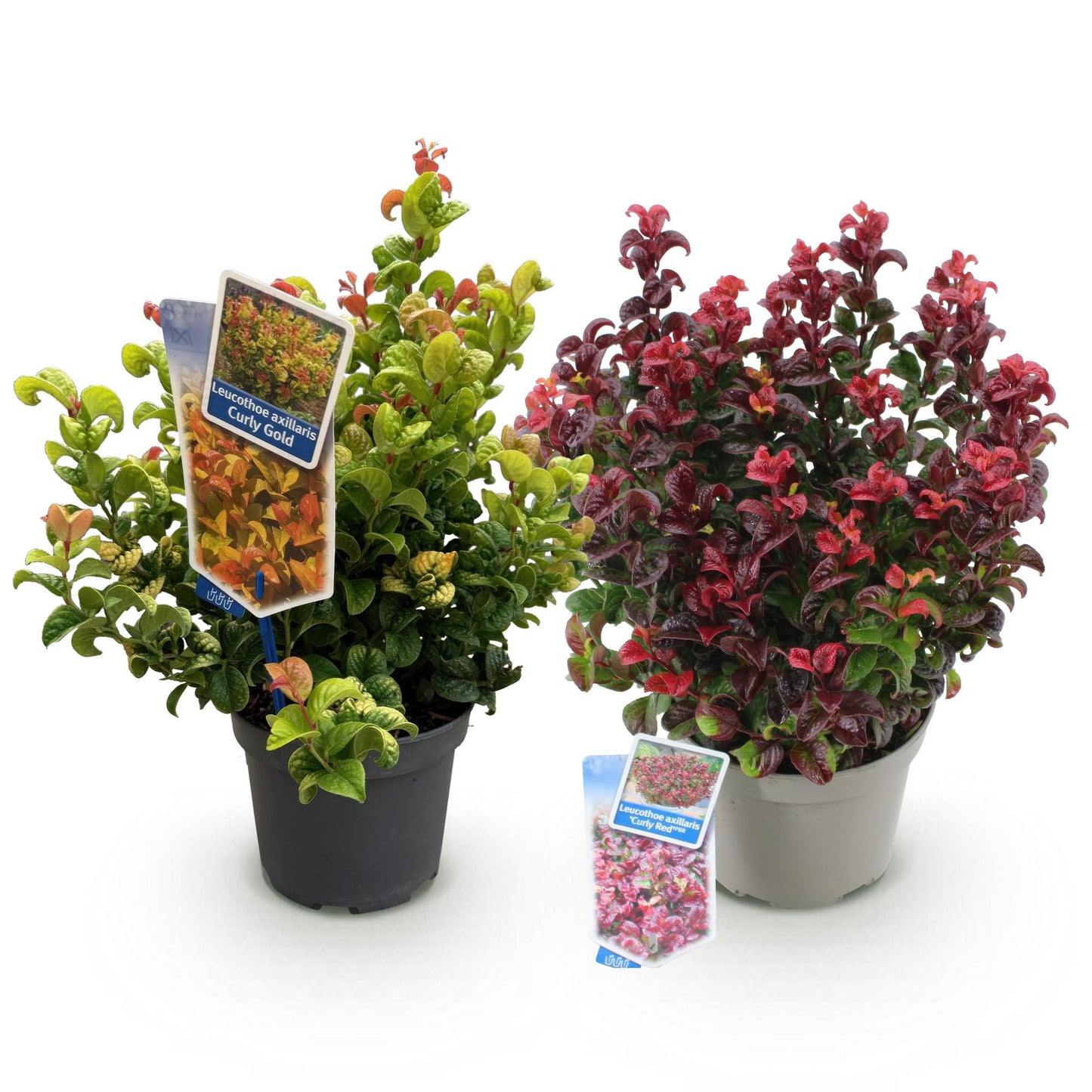 Tuinplant - Leucothoe Curly Duo - 2 Planten - Weinig Onderhoud - Forestbloom