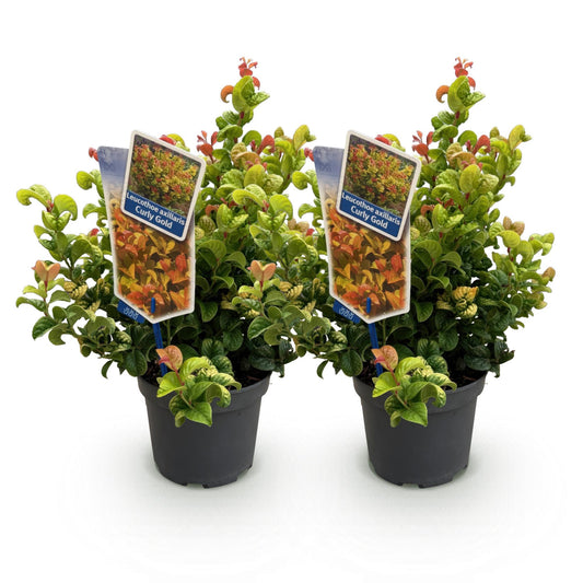 Tuinplant - Leucothoe Curly Gold - 2 Planten - Weinig Onderhoud - Forestbloom
