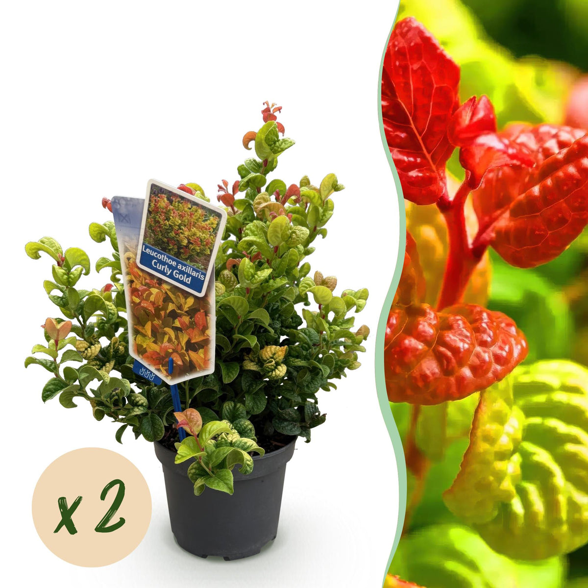 Tuinplant - Leucothoe Curly Gold - 2 Planten - Weinig Onderhoud - Forestbloom