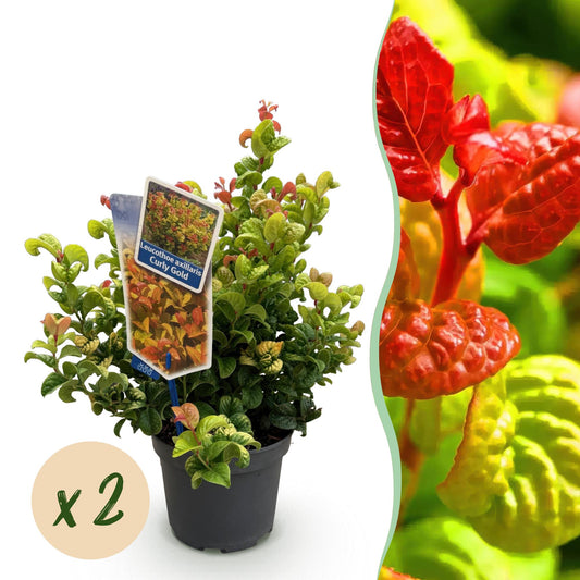 Tuinplant - Leucothoe Curly Gold - 2 Planten - Weinig Onderhoud - Forestbloom