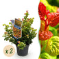 Tuinplant - Leucothoe Curly Gold - 2 Planten - Weinig Onderhoud - Forestbloom