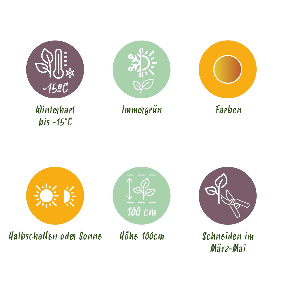 Tuinplant - Leucothoe Curly Gold - Weinig Onderhoud - Forestbloom