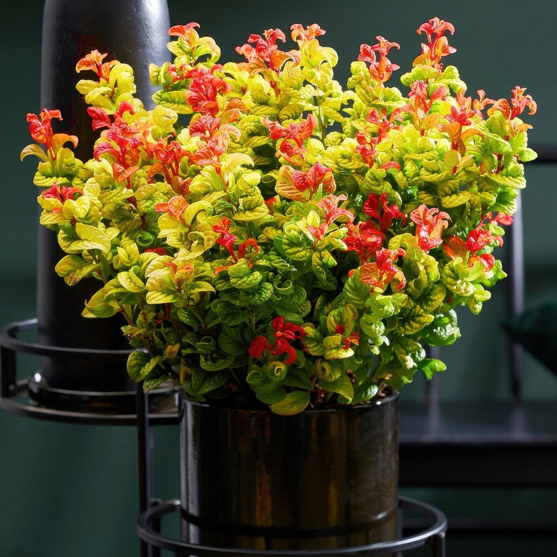 Tuinplant - Leucothoe Curly Gold - Weinig Onderhoud - Forestbloom