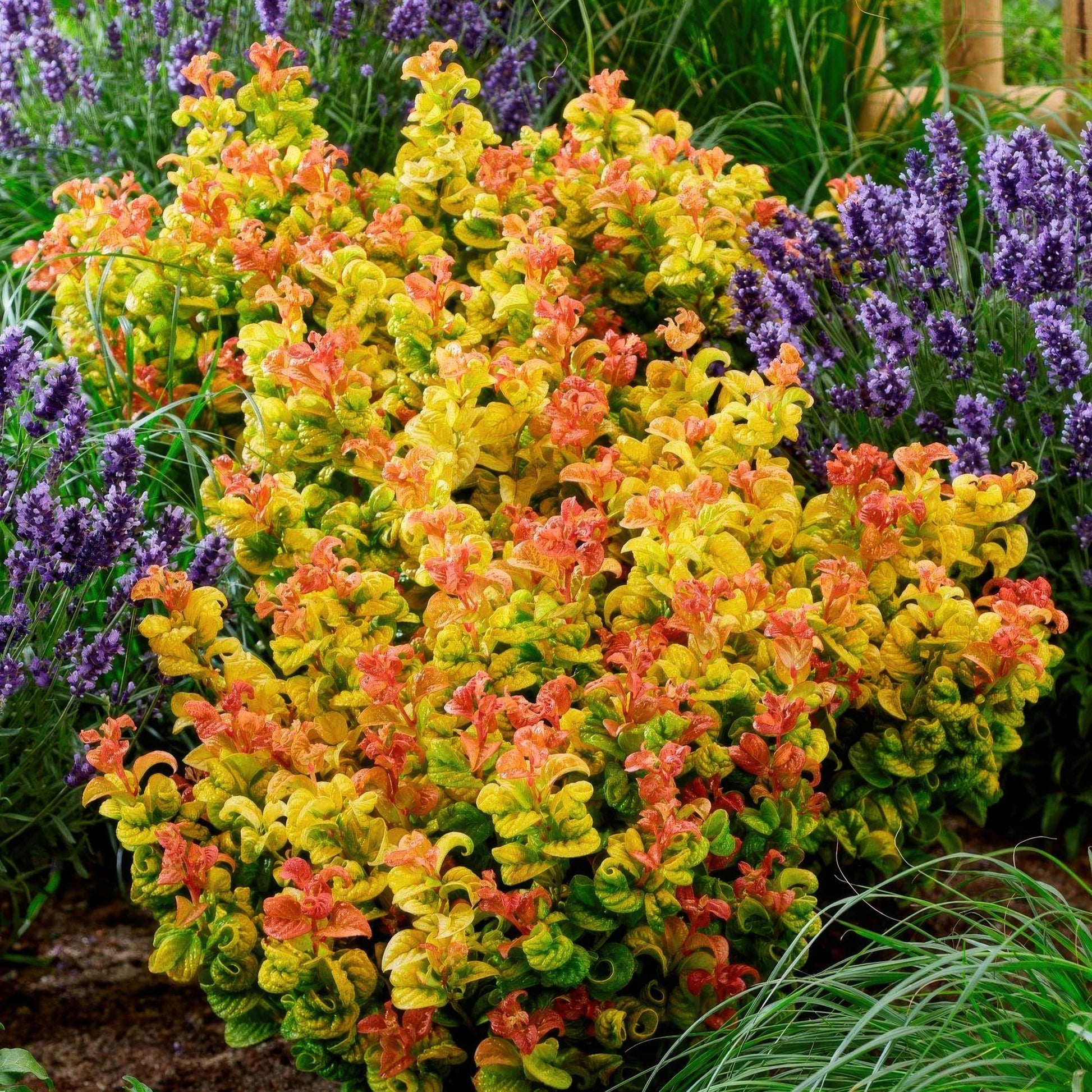 Tuinplant - Leucothoe Curly Gold - Weinig Onderhoud - Forestbloom