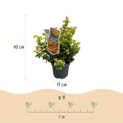 Tuinplant - Leucothoe Curly Gold - Weinig Onderhoud - Forestbloom
