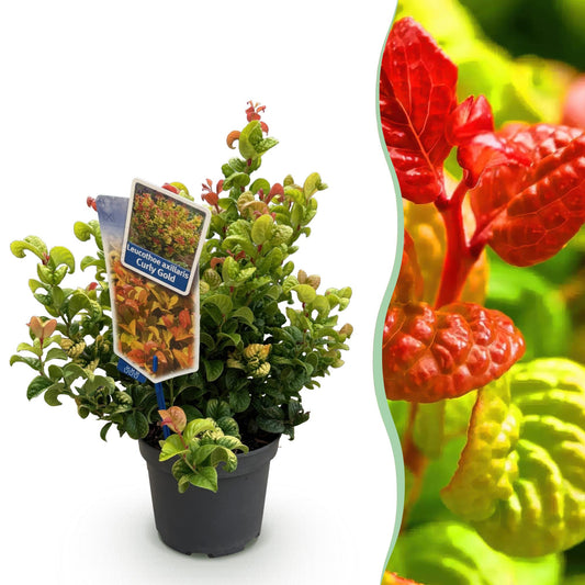 Tuinplant - Leucothoe Curly Gold - Weinig Onderhoud - Forestbloom