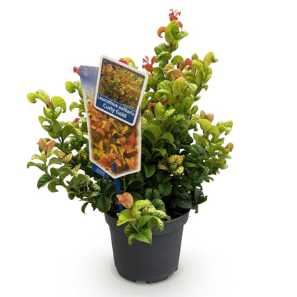 Tuinplant - Leucothoe Curly Gold - Weinig Onderhoud - Forestbloom