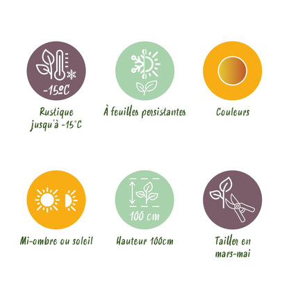Tuinplant - Leucothoe Curly Gold - Weinig Onderhoud - Forestbloom
