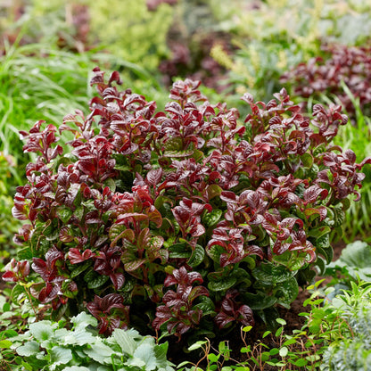 Tuinplant - Leucothoe Curly Red - 2 Planten - Weinig Onderhoud - Forestbloom