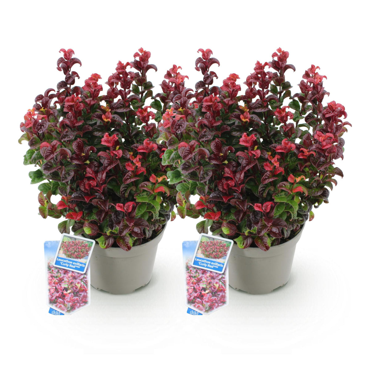 Tuinplant - Leucothoe Curly Red - 2 Planten - Weinig Onderhoud - Forestbloom