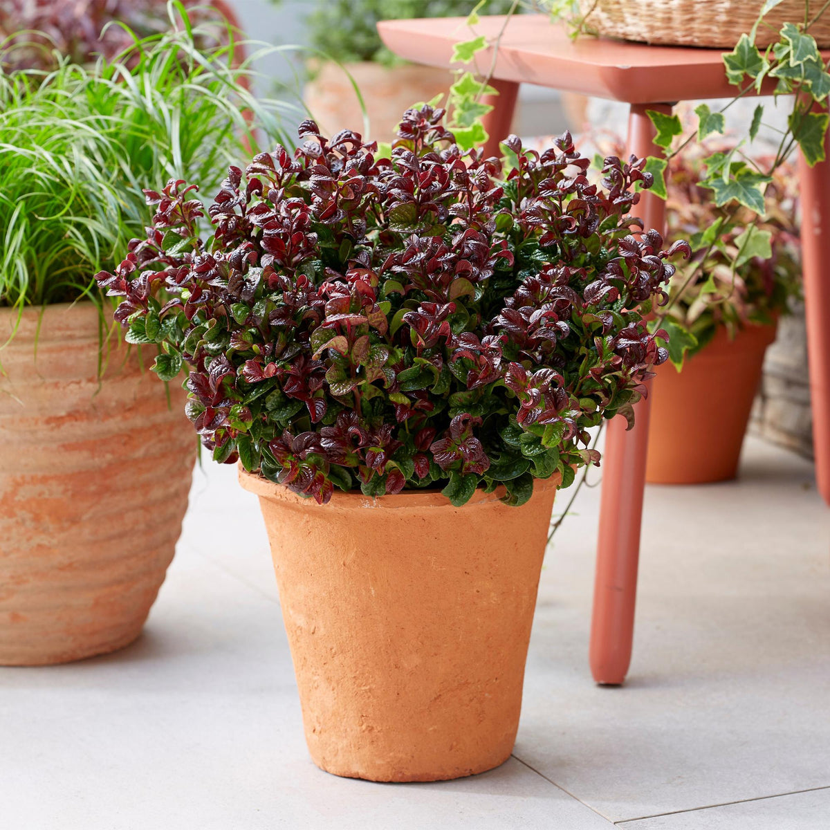 Tuinplant - Leucothoe Curly Red - 2 Planten - Weinig Onderhoud - Forestbloom
