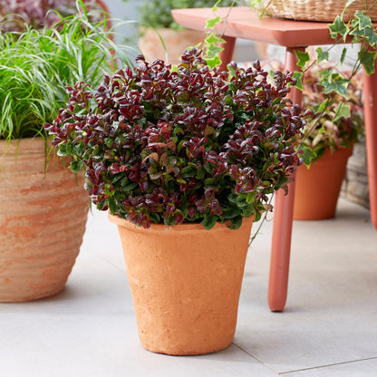 Tuinplant - Leucothoe Curly Red - 2 Planten - Weinig Onderhoud - Forestbloom