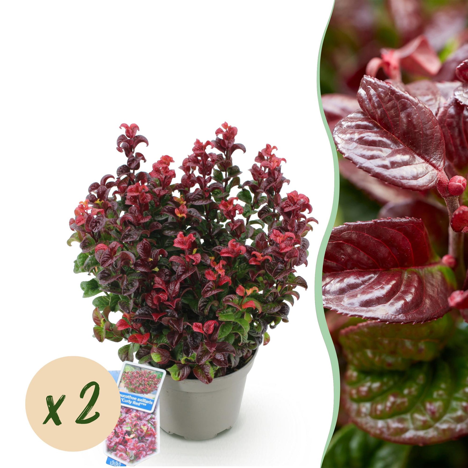 Tuinplant - Leucothoe Curly Red - 2 Planten - Weinig Onderhoud - Forestbloom
