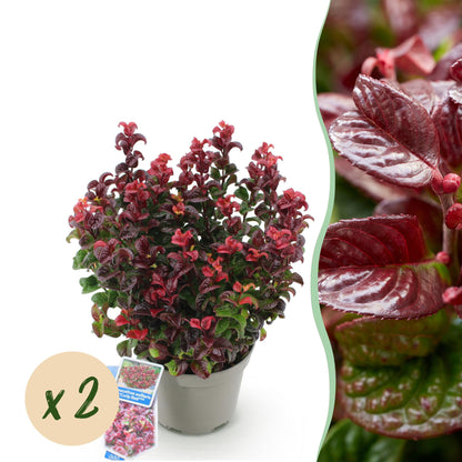 Tuinplant - Leucothoe Curly Red - 2 Planten - Weinig Onderhoud - Forestbloom