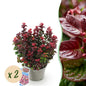 Tuinplant - Leucothoe Curly Red - 2 Planten - Weinig Onderhoud - Forestbloom