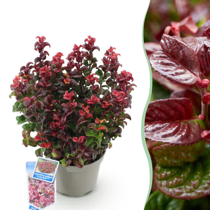Tuinplant - Leucothoe Curly Red - Weinig Onderhoud - Forestbloom