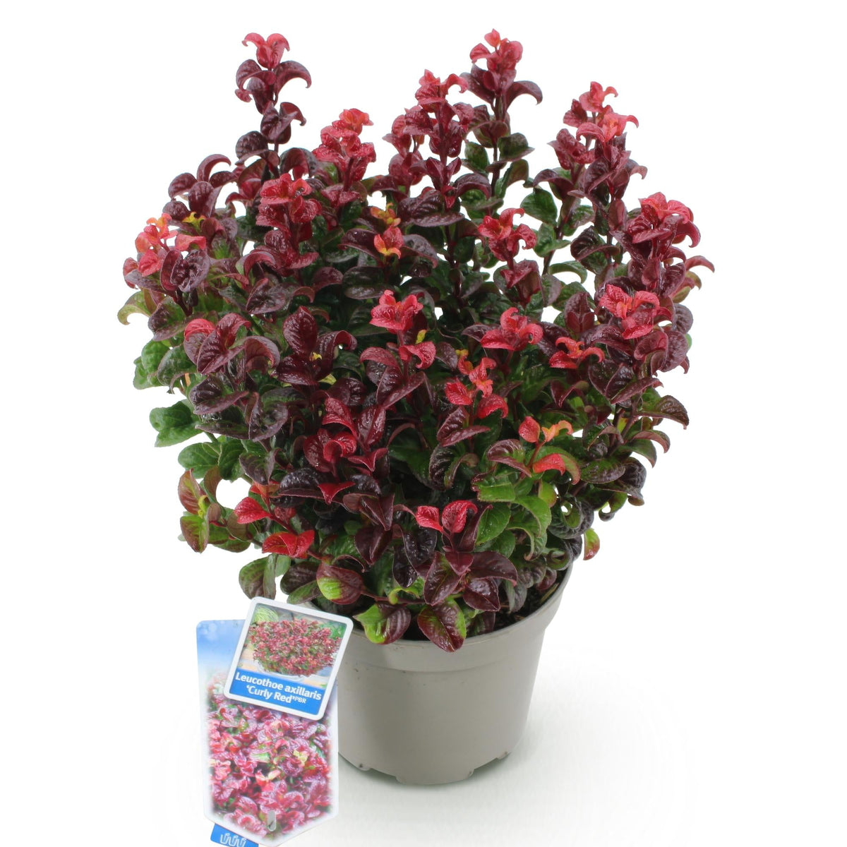 Tuinplant - Leucothoe Curly Red - Weinig Onderhoud - Forestbloom