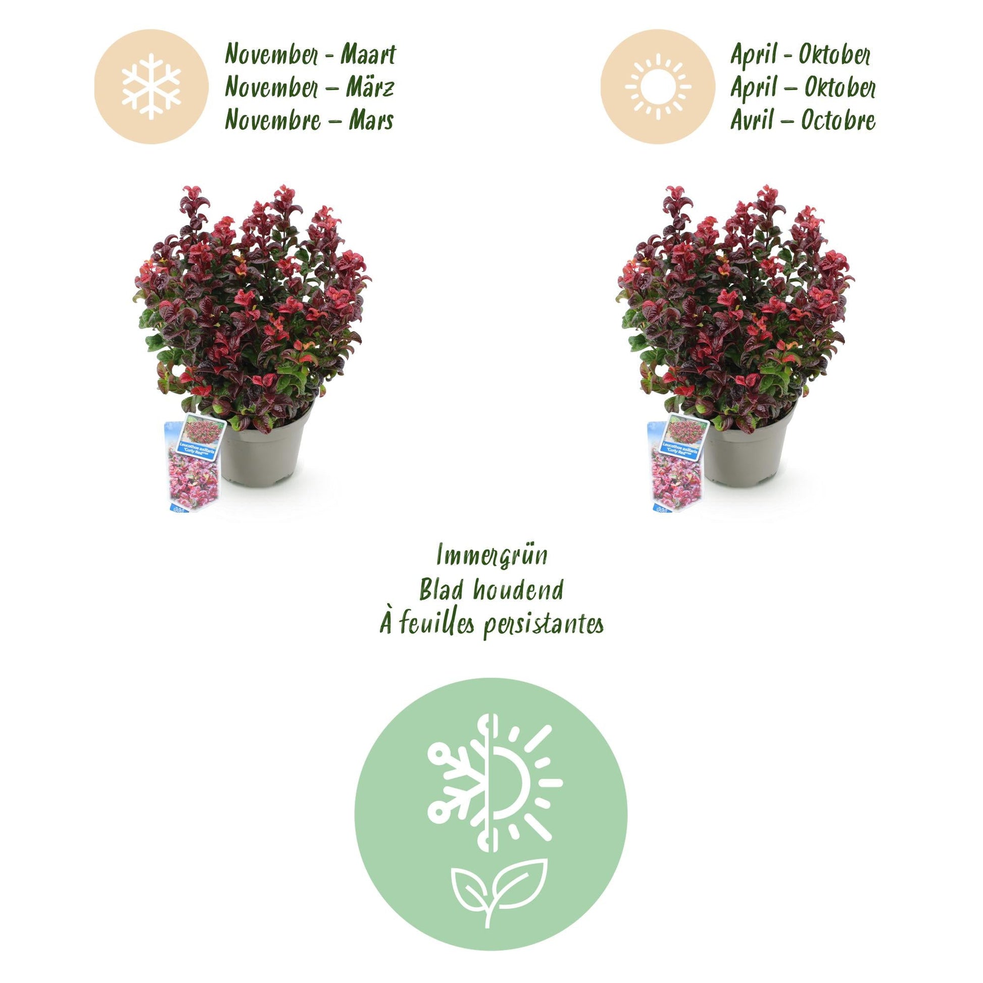 Tuinplant - Leucothoe Curly Red - Weinig Onderhoud - Forestbloom