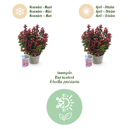 Tuinplant - Leucothoe Curly Red - Weinig Onderhoud - Forestbloom