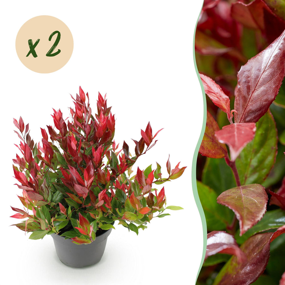 Tuinplant - Leucothoe Little Flame - 2 Planten - Weinig Onderhoud - Forestbloom