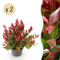 Tuinplant - Leucothoe Little Flame - 2 Planten - Weinig Onderhoud - Forestbloom