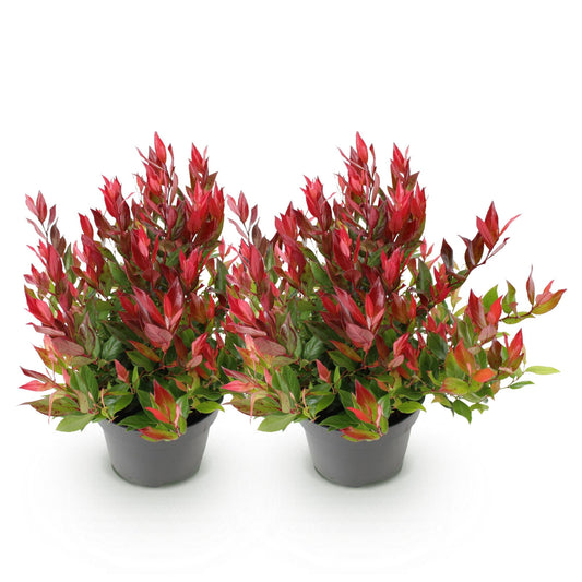 Tuinplant - Leucothoe Little Flame - 2 Planten - Weinig Onderhoud - Forestbloom
