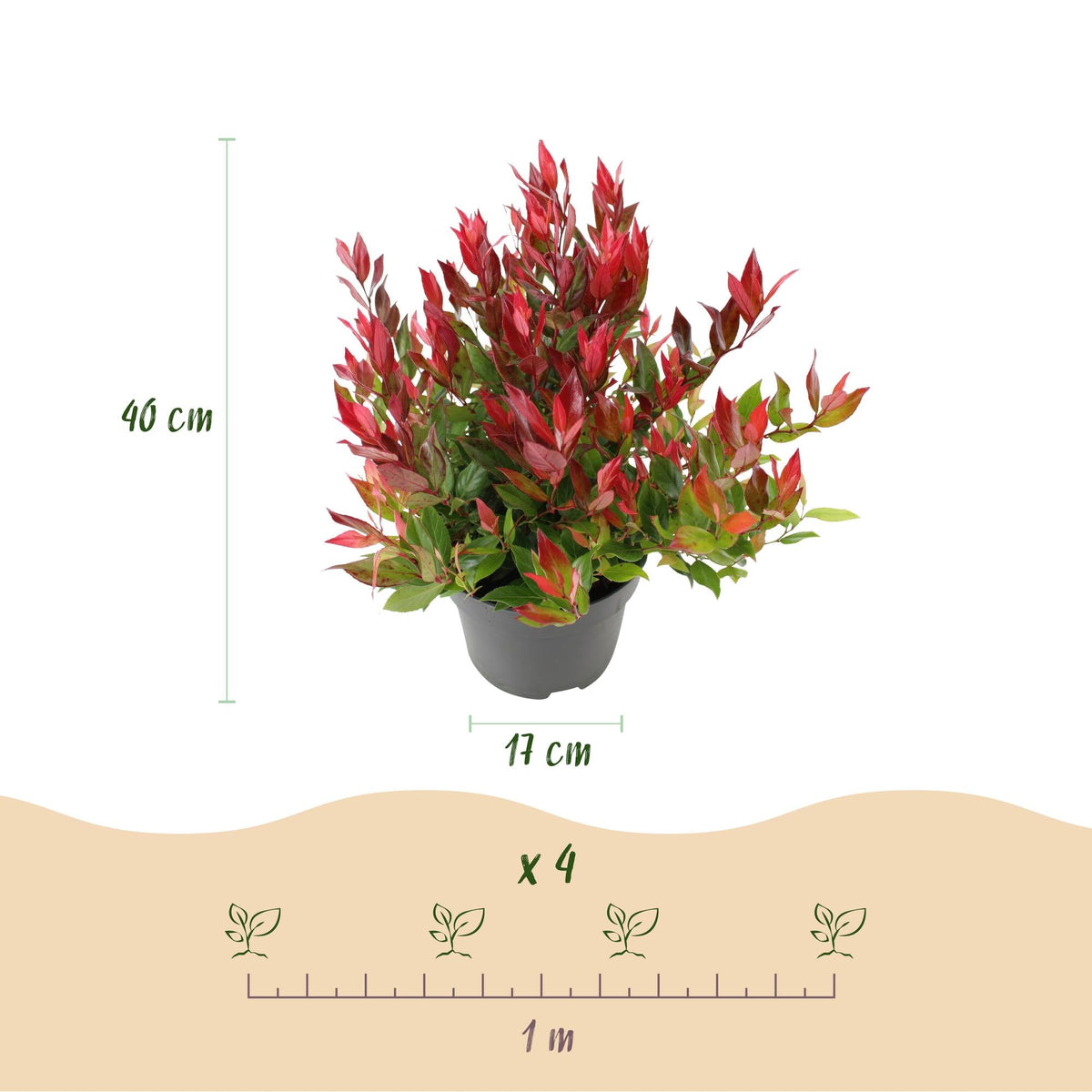 Tuinplant - Leucothoe Little Flame - Weinig Onderhoud - Forestbloom