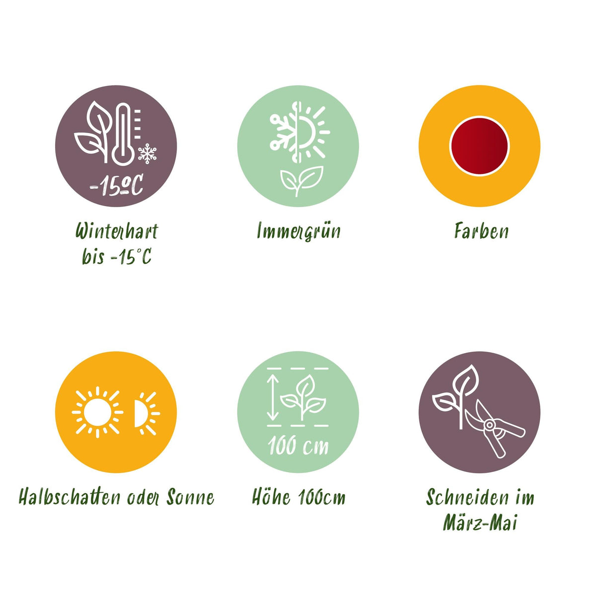 Tuinplant - Leucothoe Little Flame - Weinig Onderhoud - Forestbloom