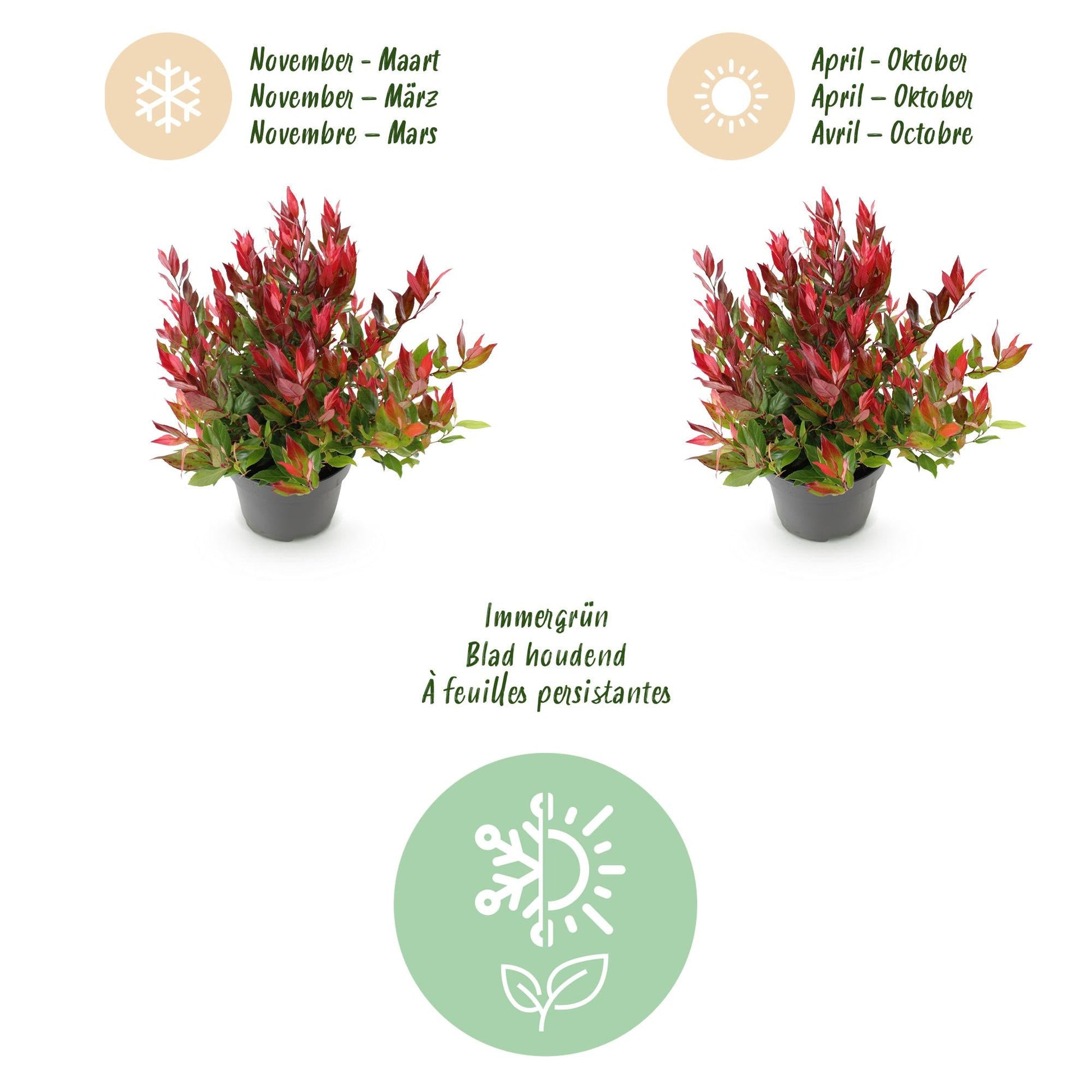 Tuinplant - Leucothoe Little Flame - Weinig Onderhoud - Forestbloom