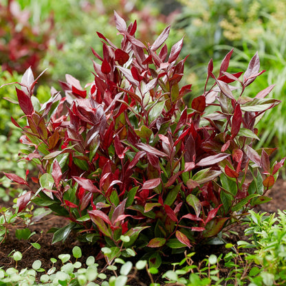 Tuinplant - Leucothoe Little Flame - Weinig Onderhoud - Forestbloom