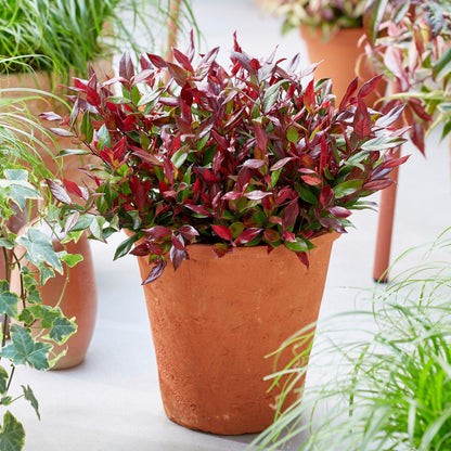 Tuinplant - Leucothoe Little Flame - Weinig Onderhoud - Forestbloom