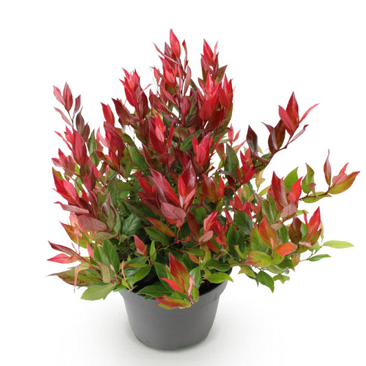 Tuinplant - Leucothoe Little Flame - Weinig Onderhoud - Forestbloom