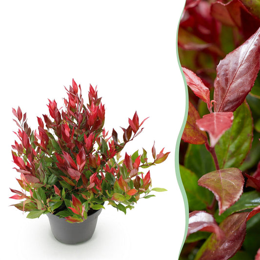 Tuinplant - Leucothoe Little Flame - Weinig Onderhoud - Forestbloom