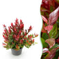 Tuinplant - Leucothoe Little Flame - Weinig Onderhoud - Forestbloom