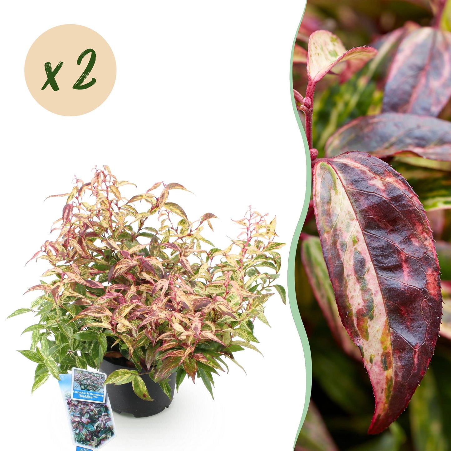 Tuinplant - Leucothoe Makijaz - 2 Planten - Weinig Onderhoud - Forestbloom