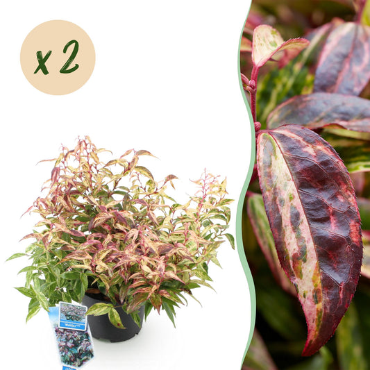 Tuinplant - Leucothoe Makijaz - 2 Planten - Weinig Onderhoud - Forestbloom