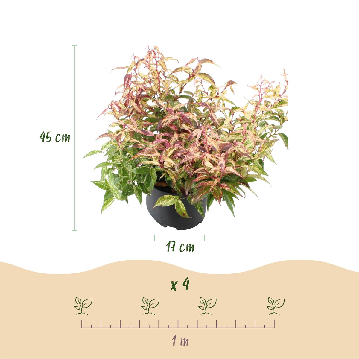 Tuinplant - Leucothoe Makijaz - 2 Planten - Weinig Onderhoud - Forestbloom