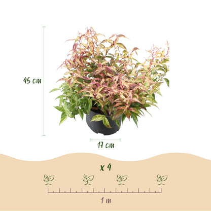 Tuinplant - Leucothoe Makijaz - 2 Planten - Weinig Onderhoud - Forestbloom