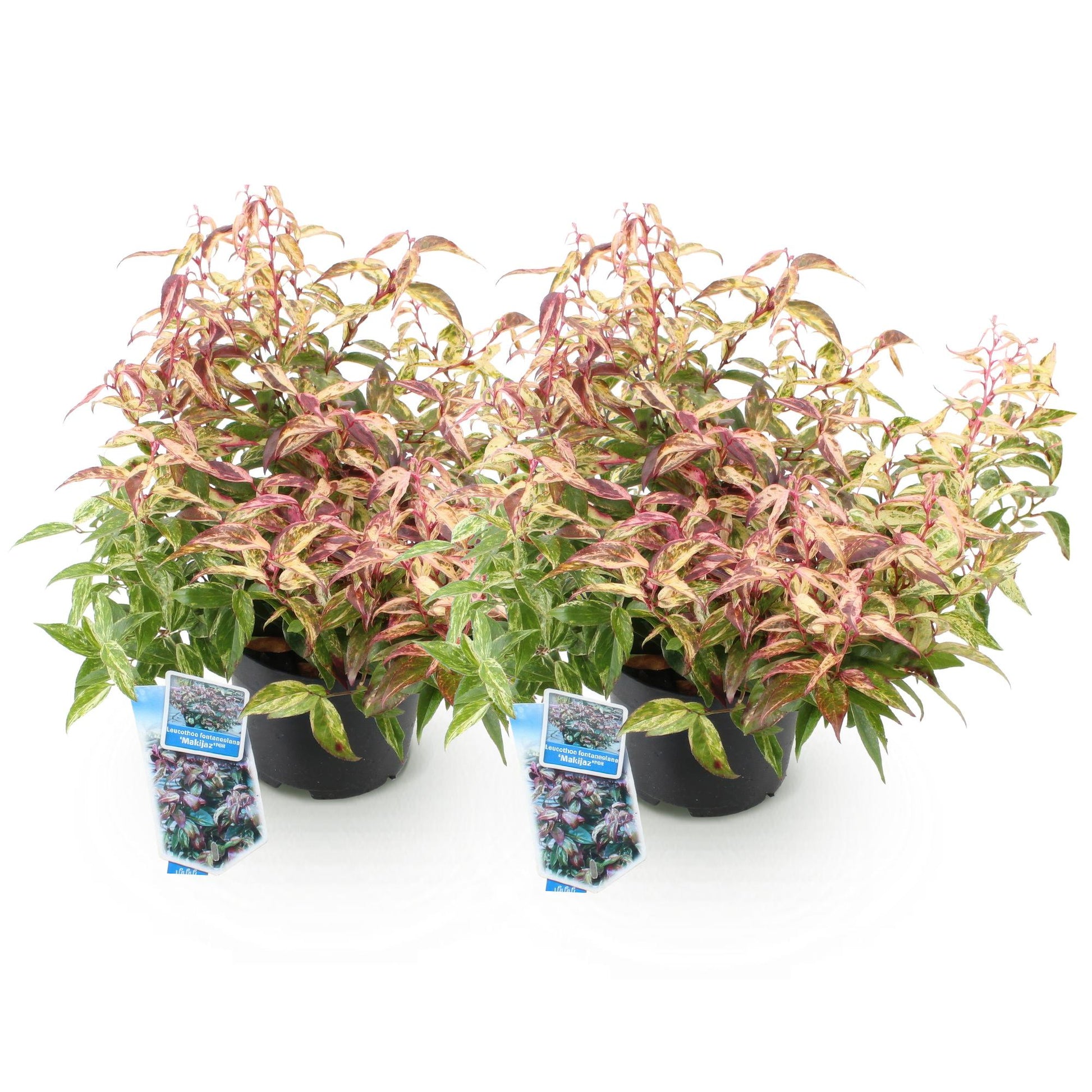 Tuinplant - Leucothoe Makijaz - 2 Planten - Weinig Onderhoud - Forestbloom